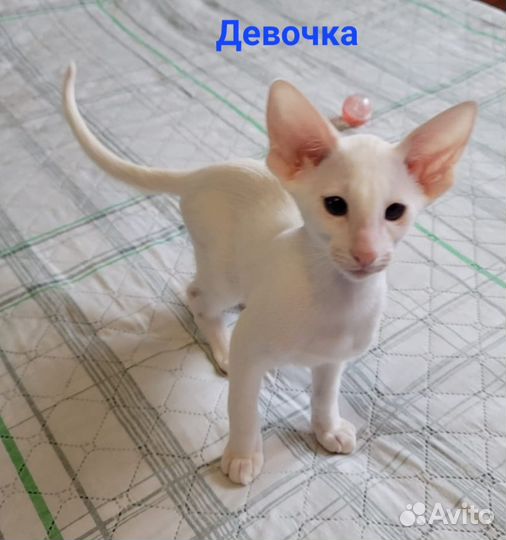 Ориентальные котята