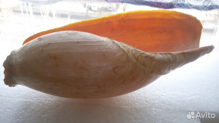 Раковина из океана