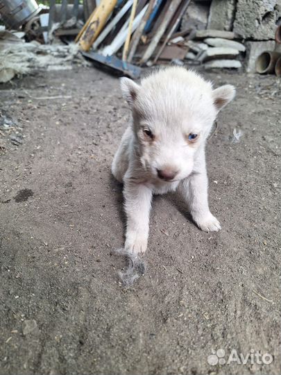 Щенки хаски