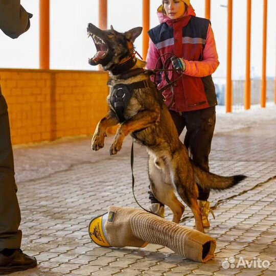 Кинолог. Дрессировка собак