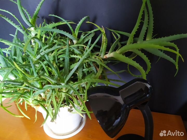 Алоэ столетник целебный