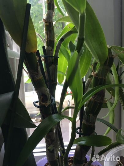 Дендробиум Нобиле Акатцуки