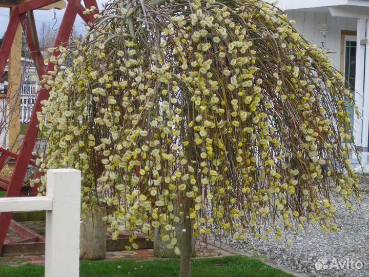 Ива нана, козья ива, Кампсис, колокольчик