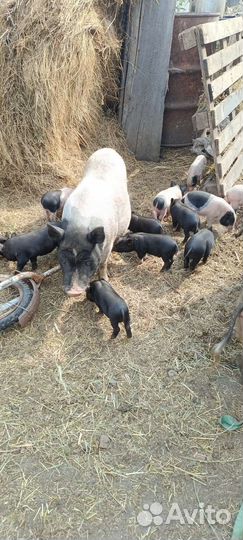 Вьетнамск вислобрюхий поросенок