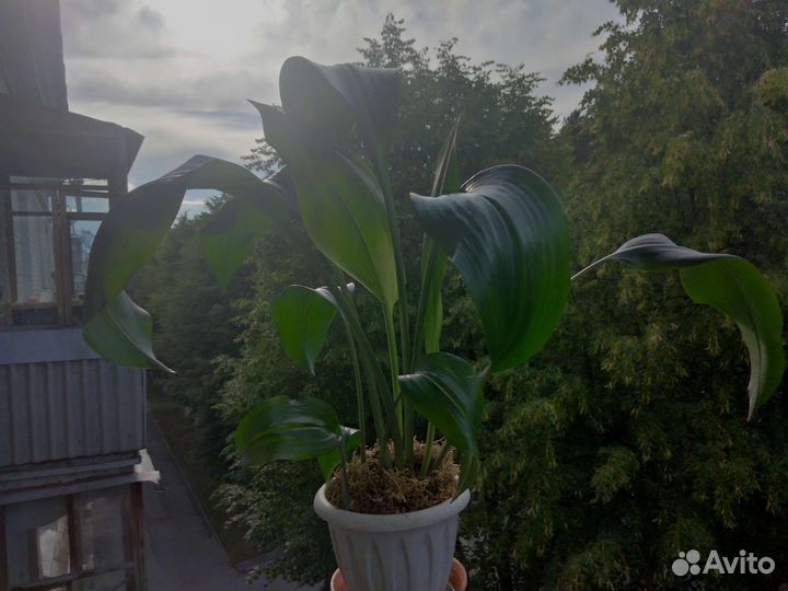 Комнатные растения, цветы