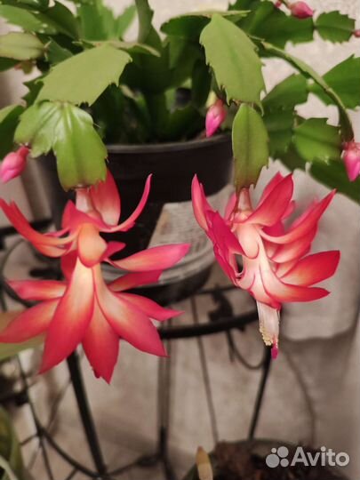 Спатифиллум, шлюмбергер