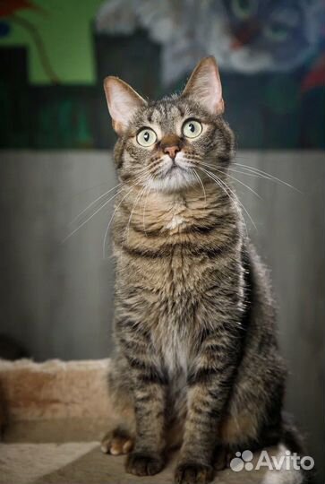 Кошечка в добрые руки