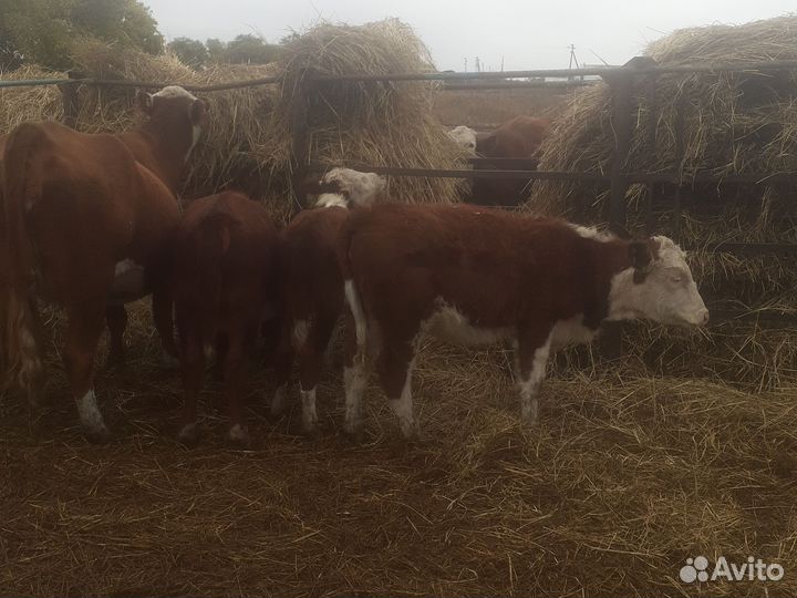 Бычки и телочки 4-7м