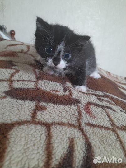 Курильский бобтейл