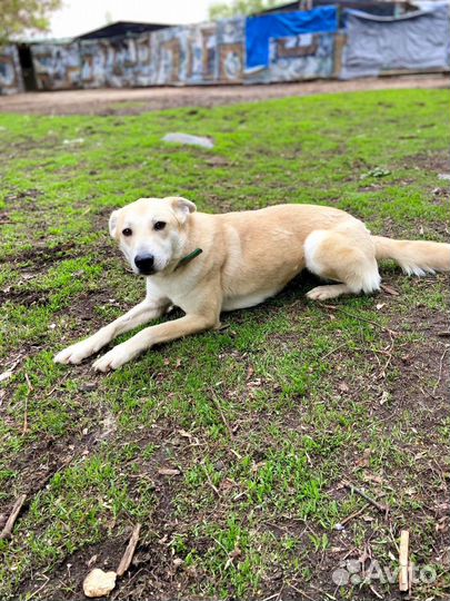 Спасите Айву из приюта