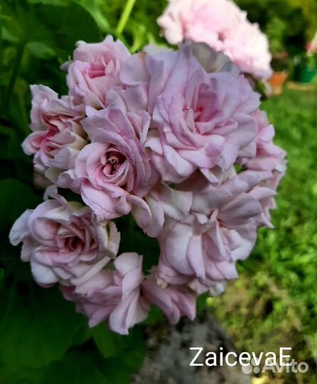 Герань пеларгония