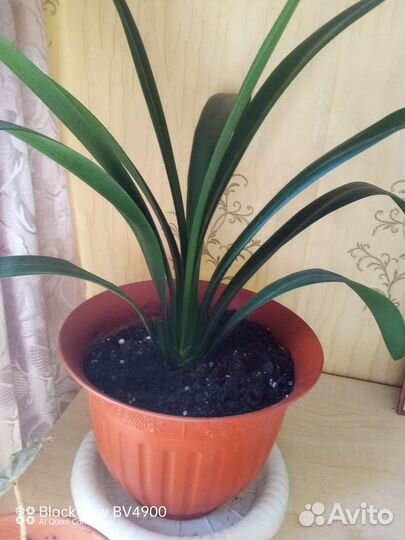 Домашние цветы