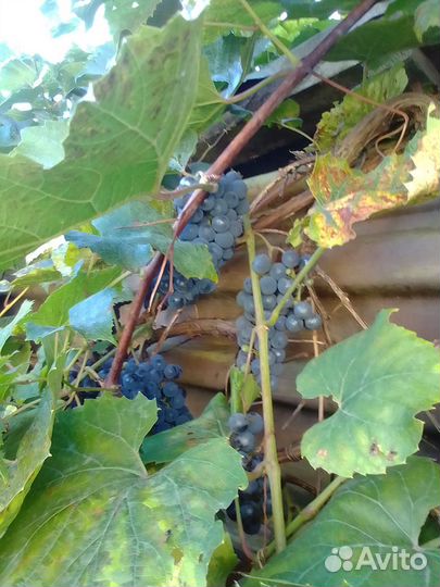 Виноград изобелла