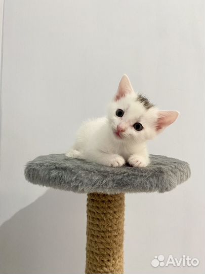 Котята в дар бесплатно, котенок, кот, кошка