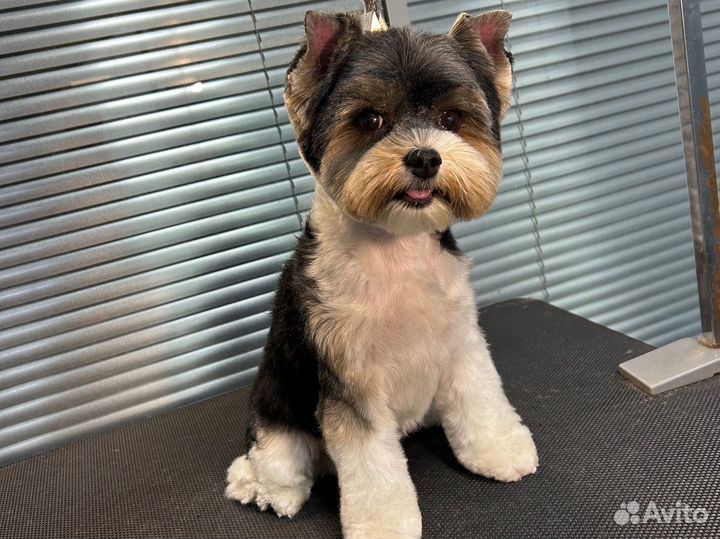 Груминг/стрижка собак и кошек