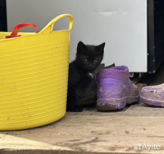 Котята крысоловы