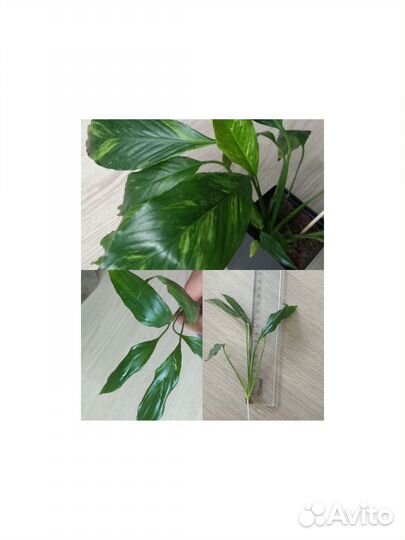 Комнатные цветы хойя, филодендрон нарроу эскейп