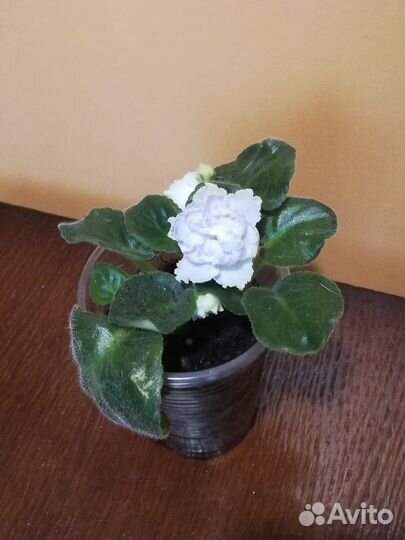Фиалка Белая королева