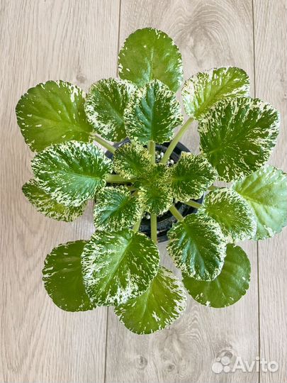 Сортовые фиалки