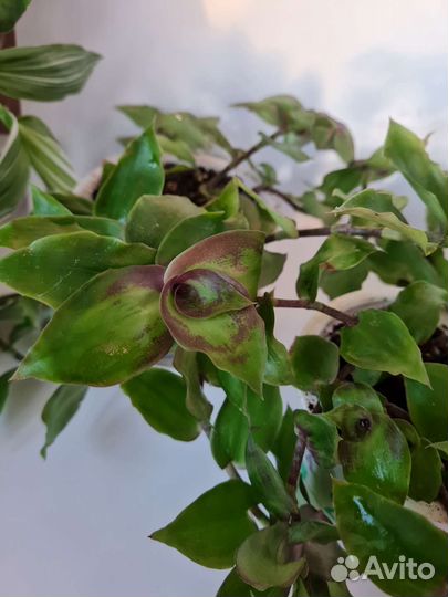 Каллизия Конгреста