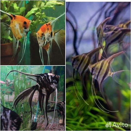 Аквариумные рыбки