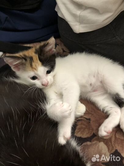 Котенок