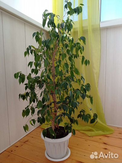 Фикус бенджамина