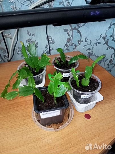 Декабрист белый, красный, розовый, персиковый