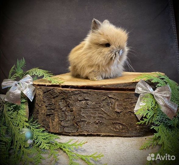 Декоративные кролики