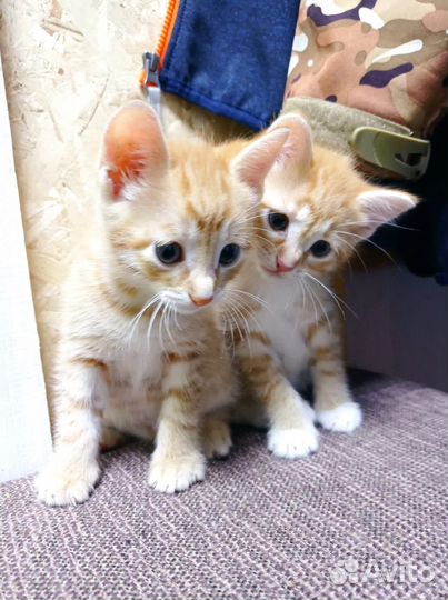 Котята супер звери