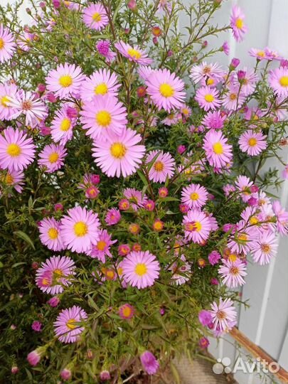 Астра (октябринки)