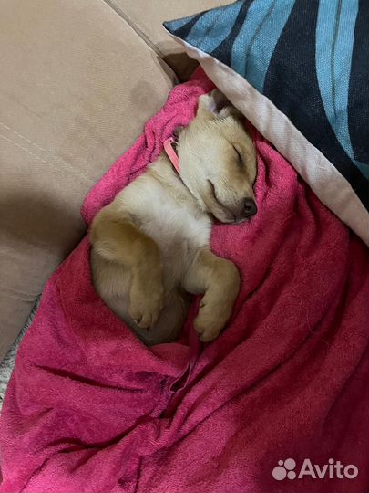 Щенок в поиске дома