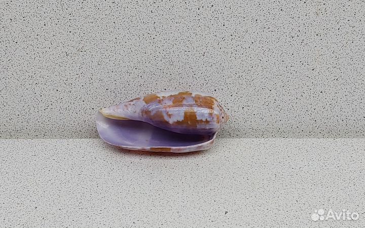 Конус 6,1 морская ракушка раковина