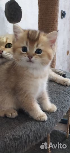 Золотой котик