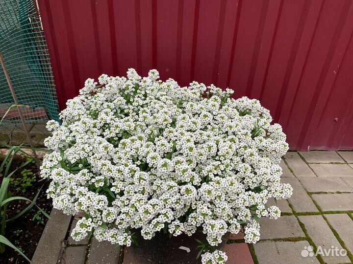 Вегетативные черенки