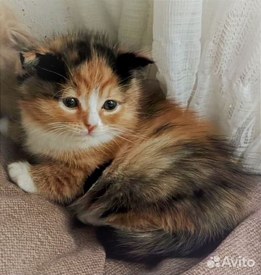 Кошка