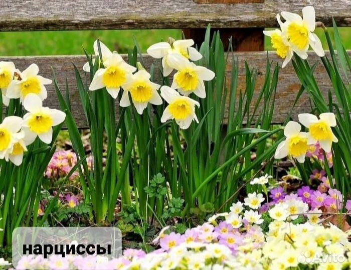 Нарцысс