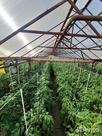 Теплица парники