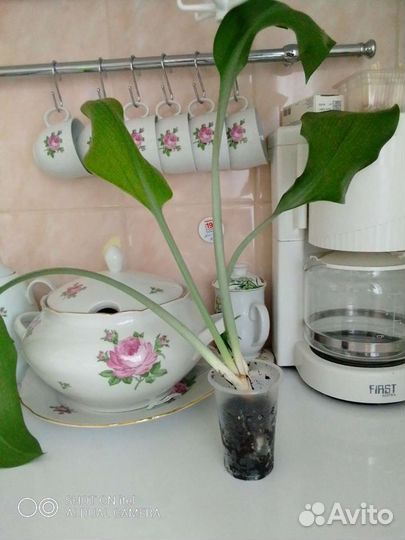 Эухарис ароматный, амозонская лилия