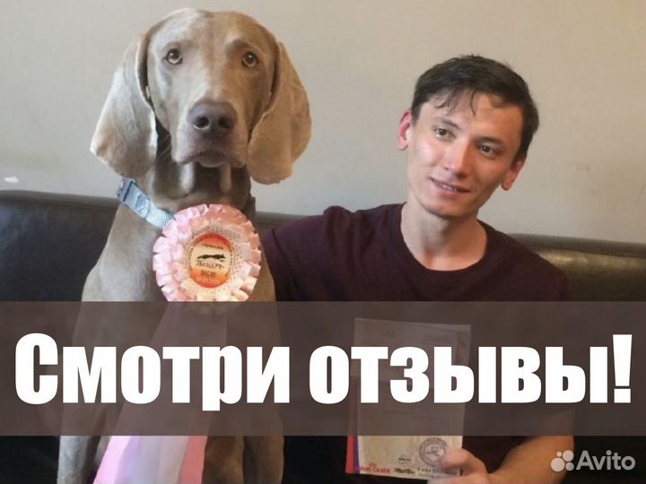 Кинолог, зоопсихолог