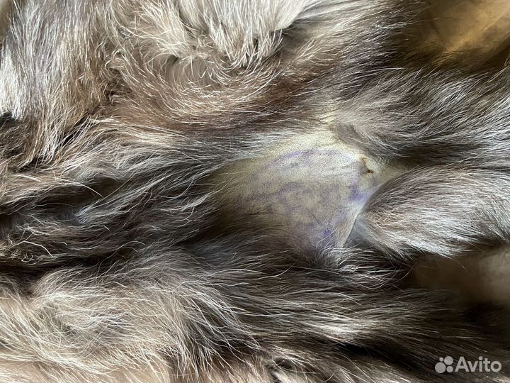 Шкурка животного лиса-песец