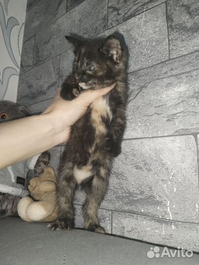 Кошка в дар