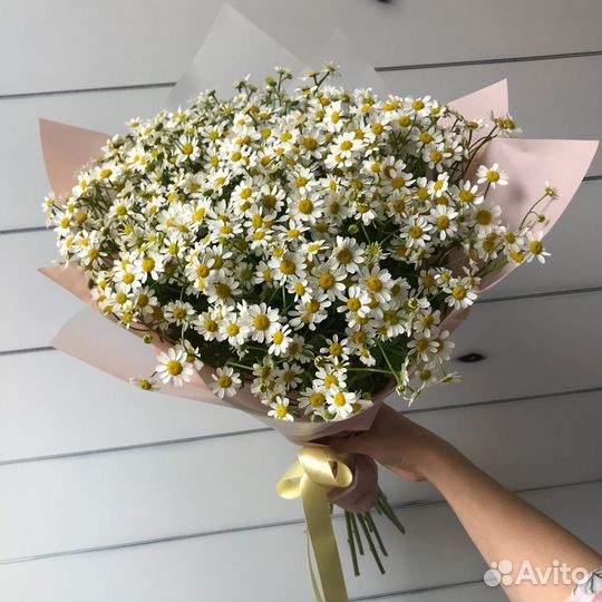 Цветы ромашки