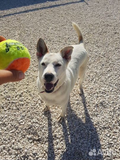 Комфортная и умная собака ищет дом