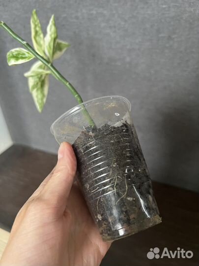 Педилантус традесканция