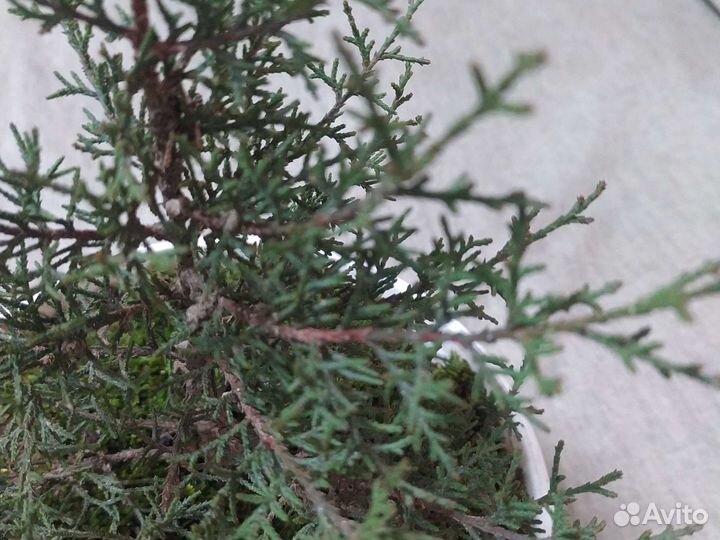 Семена Кипариса