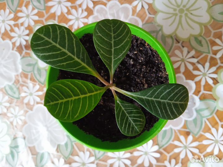 Комнатные растения - молочай