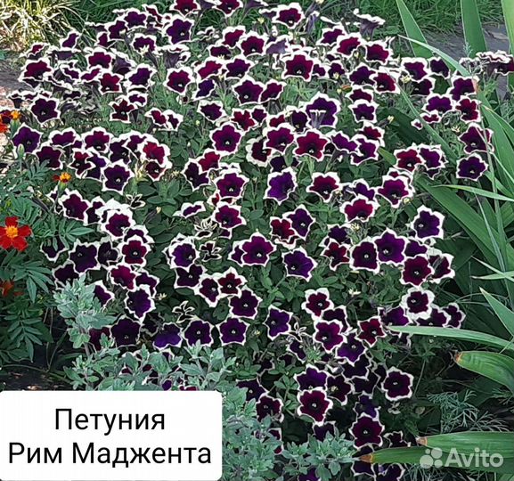 Рассада петунии