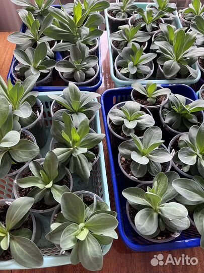 Эустома рассада