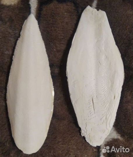 Сепия панцирь каракатицы